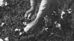 hands-of-man-picking-cotton-field-farm-worker-1930s-vintage-film-home-movie-8805_rv4n2rvaw__F0010